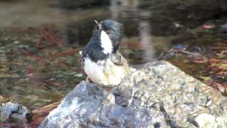 A few birds from Troodos