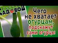 ЧЕГО НЕ ХВАТАЕТ ОГУРЦАМ, ПОДСКАЖУТ САМИ ОГУРЦЫ