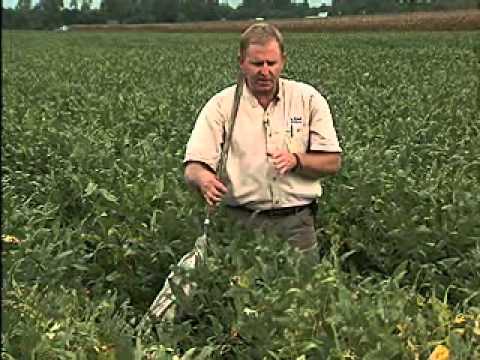 Using a sweep net for insect scouting