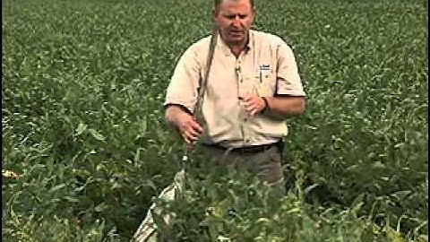 Using a sweep net for insect scouting