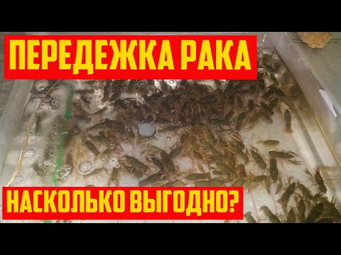 Передержка речного рака #3 Сколько мы заработали?Тонкости передержки рака