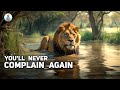 Inspiring  motivation story  youll never complain again  the lions lesson