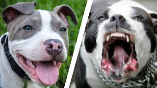 Are Pit Bull Dog Breeds Dangerous? Misunderstood? by Dog Lore 411 views 3 years ago 7 minutes, 35 seconds