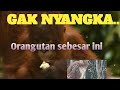 Awas Berbahaya The KING of ORANGUTAN