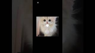 CUTE ANIMALS 🐱🐶 #cat