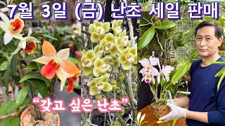 꽃이 매력적인 난초 화분 입고 세일 그리고 화분 자재 orchid flower 
