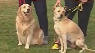 Kohr Explores: Local nonprofit helps furry friends find homes