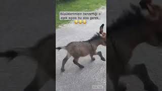 O Eşek Sıpasını Buldum... Şfet Ürkiye Ünya