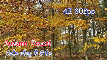 Autumn forest | Mùa thu ở Đức | Thôn Quê nước Đức | Khám phá vùng quê | Nước Đức | cuộc sống ở Đức