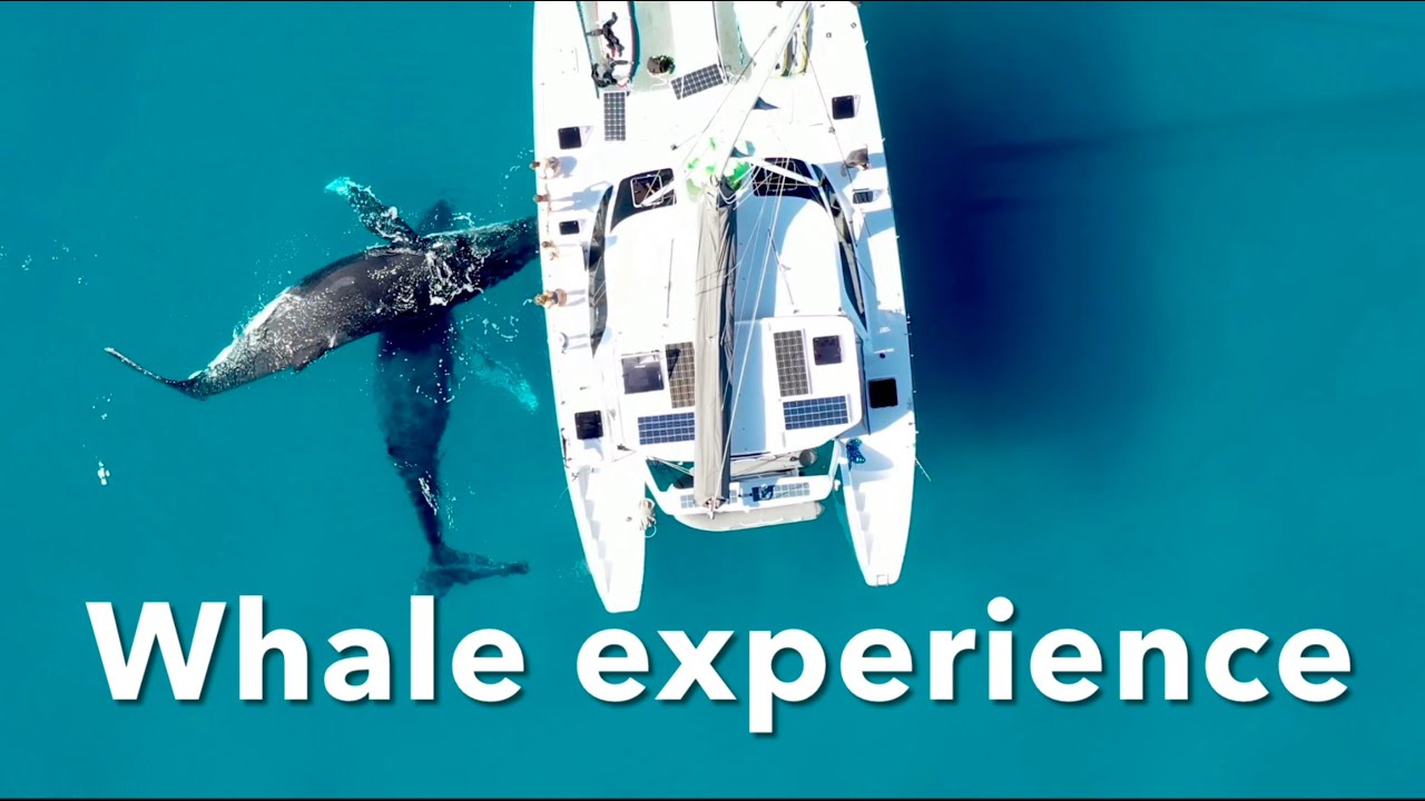 Living the dream,Lady Musgrave,Manta rays,Whales under the boat, Fraser Island.
