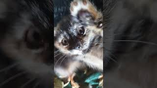 Yusya Play With Sister