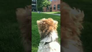 Fox Terrier interaction