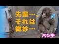 走ったり先輩たちの技を見たり…一人前の猿になるためにがんばるパンチくん。市川市動植物園 「パンチくん」Punch the monkey