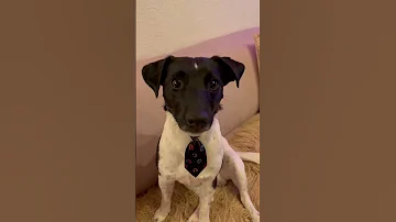Jack Russell 