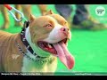 Best l Pitbull l IN PUNJAB l Latest video l 2020