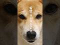 コーディネートを掘り間違えた柴犬#犬#柴犬#コーデ