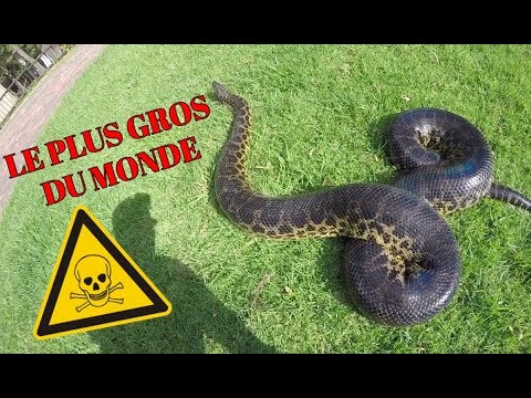 Avoir Un Anaconda Geant Possible Youtube
