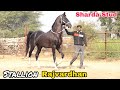 Sharda Stud Farm का घोड़ा राजवर्धन सोर्या का बेटा!! Stallion Rajvardhan