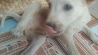 Happy Puppies Playing In The House - So Cute