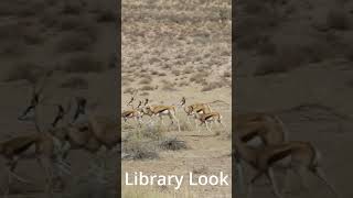 Shorts: Africa - Springbok Running Herd