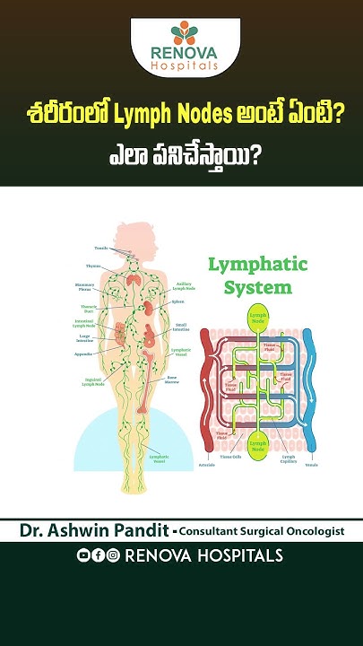 what-is-lymph-nodes-in-telugu-lymphatic-system-cancertreatment