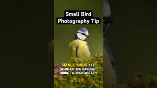 A clip from my YouTube video on tips for photographing small birds. Check it out! #birdphotography