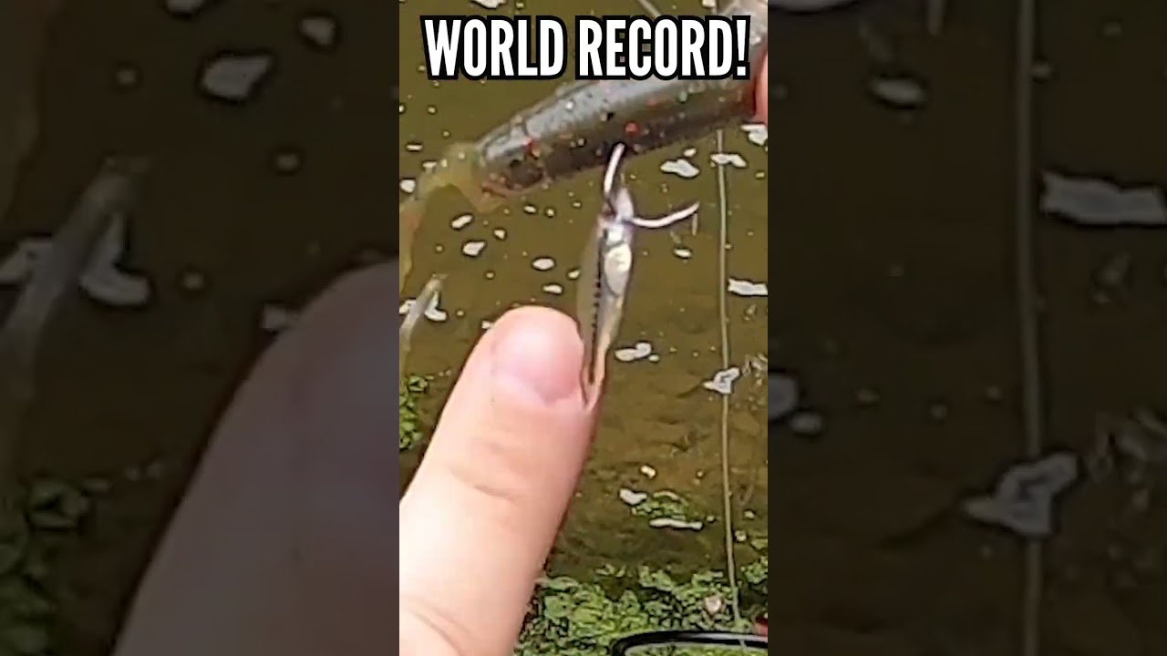 Рекордсмен по поимке большеротого окуня!