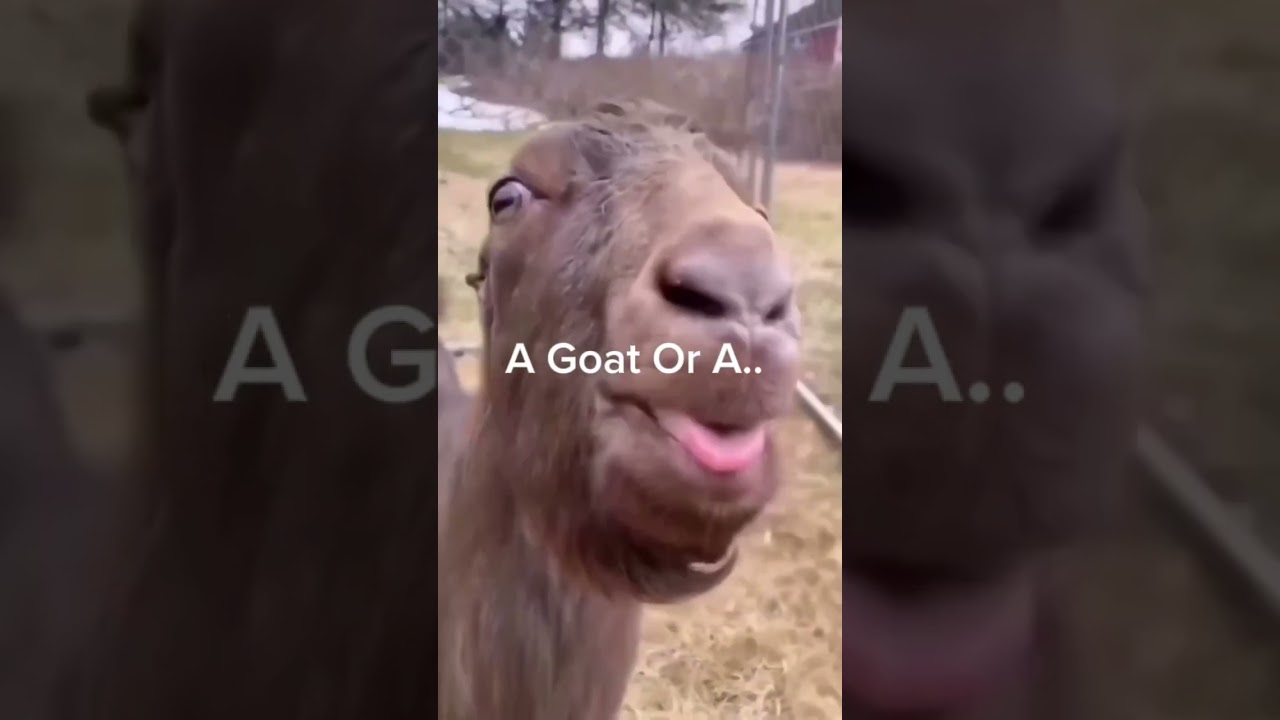 A Goat Or A.... 