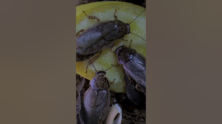 Des cafards pourraient aider à sauver des vies pendant des tremblements de terre