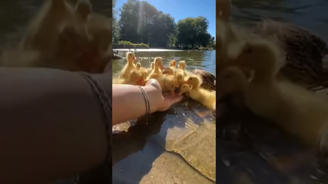 Feeding 20 Fluffy Ducklings at Pond – Pure Joyful Chaos ❤️ | Dodo Animals