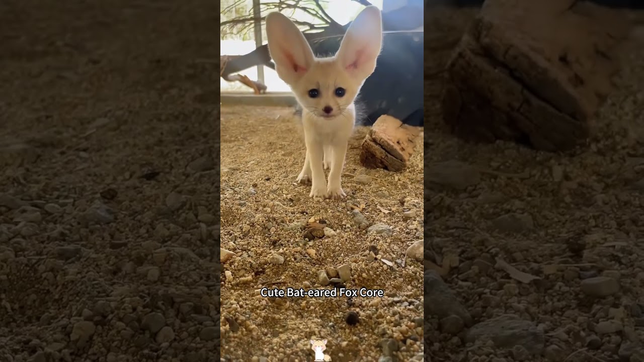 Cute Bat-Eared Fox Core 