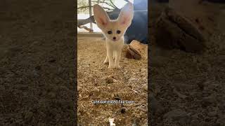 Cute Bat-Eared Fox Core -Earedfox