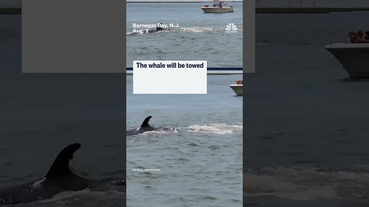 Minke Whale Died After Colliding With A Boat Off The Coast Of Jersey Shore