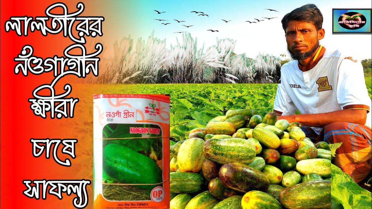 Fresh Vegetables Selling At Local Market In Dhaka, Bangladesh 23626471 - Foto 10