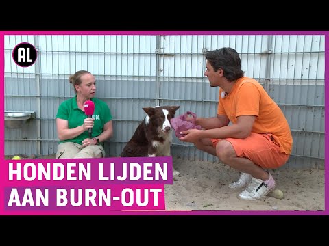 Video: Monoklonaal Antilichaam Gebruiken Om Lymfoom Bij Een Hond Te Behandelen