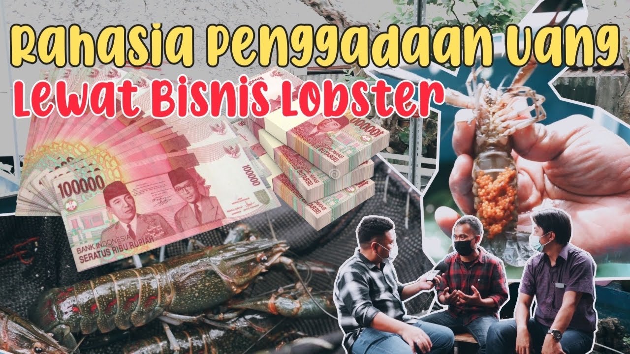 TERNAK LOBSTER DAPAT 100 JUTA PER BULAN, PAKAI JURUS INI! 