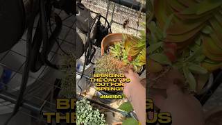 I love having #cactus & #succulents in the #greenhouse and brining them out for spring!