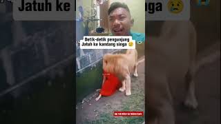 Jatuh ke kandang singa #shortvideo #viralvideo #singalongsongs