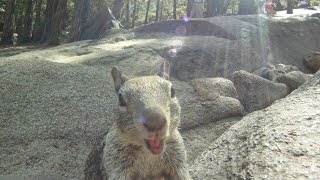 SQUIRREL IS EATING AND CHEWING