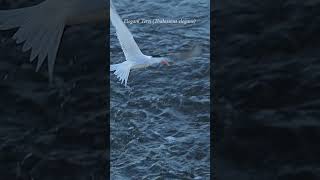 Elegant Tern Emerges From A Dive Clutching A Fish In Its Beak