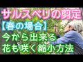 【サルスベリの春剪定】不適期でもサイズ縮小可能で花も期待できる手入れ(2026年4月)🌳🌺