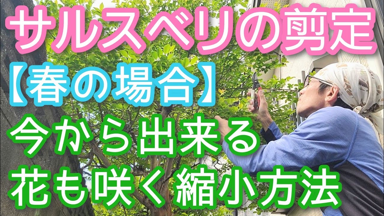 【サルスベリの春剪定】不適期でもサイズ縮小可能で花も期待できる手入れ(2026年4月)🌳🌺