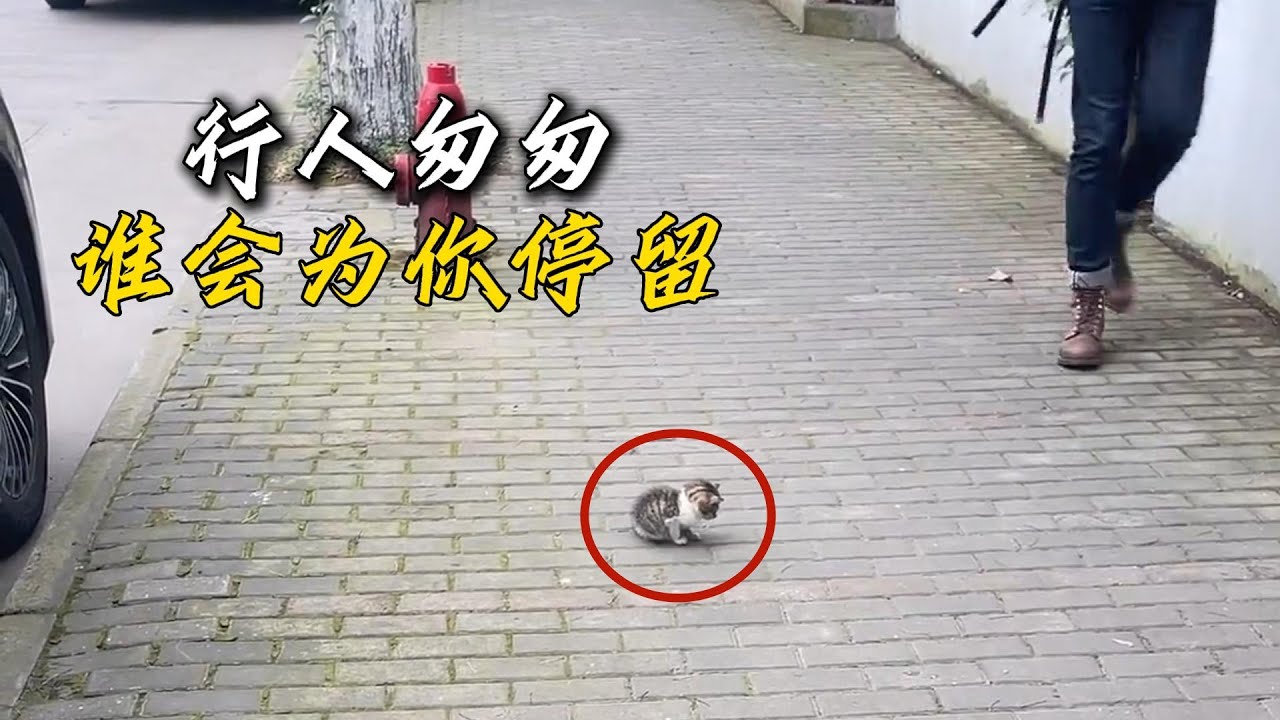 他坐在那裏低著頭已經接受了命運最終的安排，小姐姐的出現拯救了弱小的生命