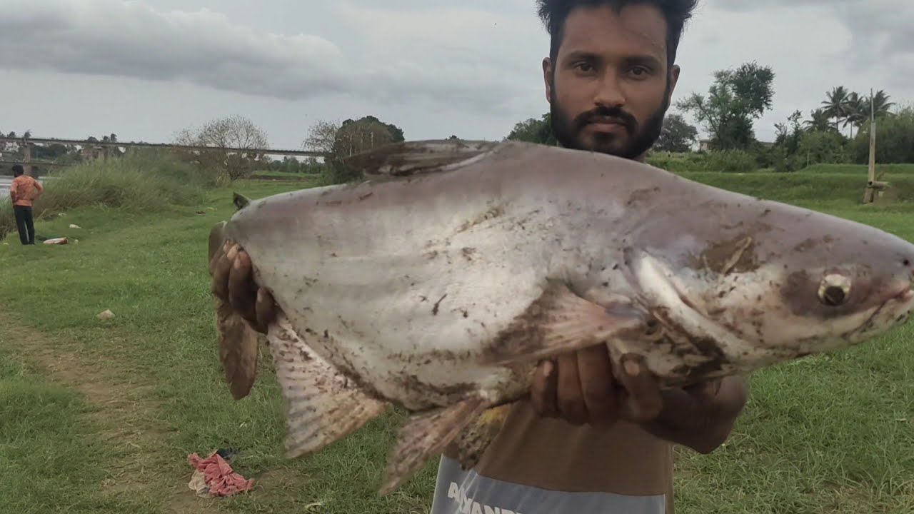 7 Kg Shilon / Shillong Fish Caught | Fishing Bait Banana 🍌 and parag ...