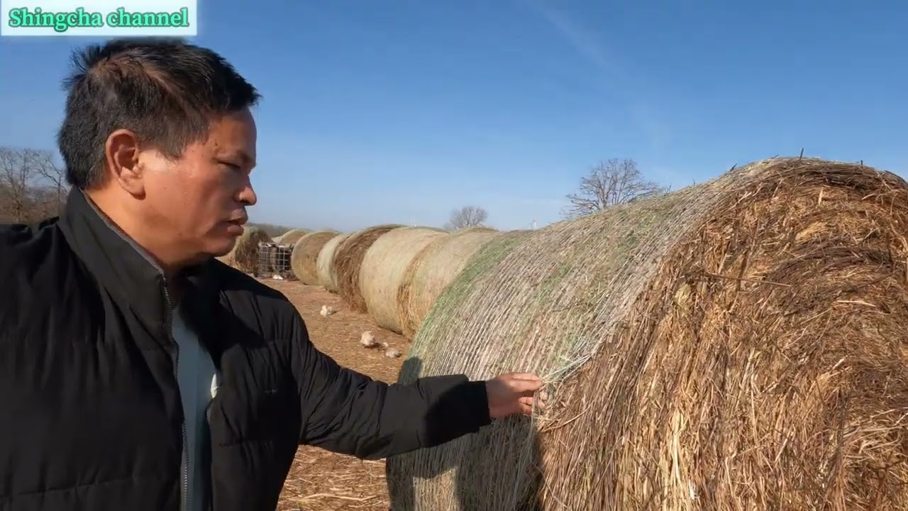 Рождественский ганта в видеоблоге | Канал Шингча