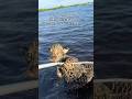 釣りを楽しんでいたらジャガーが溺れてた!#動物 #ジャガー #救出 #感動