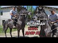 СЫНААКЫ КАПКАРА АТ ДАЯР АТ ИСЛАМДАН