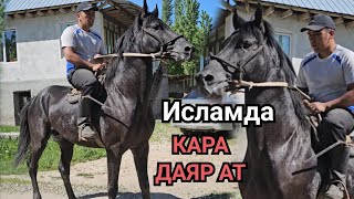 СЫНААКЫ КАПКАРА АТ ДАЯР АТ ИСЛАМДАН