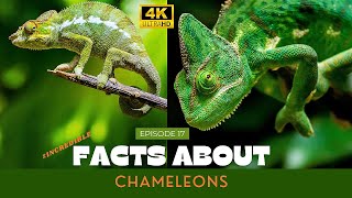 Incredible Facts About Chameleon | 4K ( 2160p ) | The Earth 4K