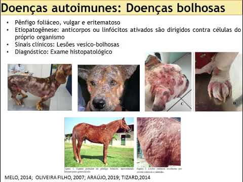Vídeo: Doenças Autoimunes Que Afetam Os Melanócitos Da Pele Em Cães, Gatos E Cavalos: Vitiligo E Síndrome Uveodermatológica: Uma Revisão Abrangente